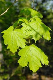 Attēlu rezultāti vaicājumam “Acer platanoides”