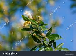 Attēlu rezultāti vaicājumam “Salix pentandra flower”