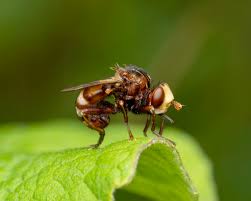 Attēlu rezultāti vaicājumam “Sicus ferrugineus”