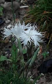 Attēlu rezultāti vaicājumam “Dianthus arenarius bud”