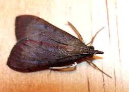 Attēlu rezultāti vaicājumam “Crambidae”