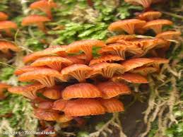 Attēlu rezultāti vaicājumam “Xeromphalina campanella”