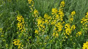 Attēlu rezultāti vaicājumam “Barbarea vulgaris subsp. arcuata fruit”