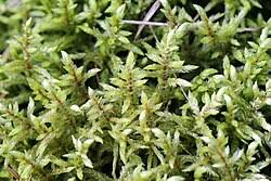 Attēlu rezultāti vaicājumam “Pleurozium schreberi”