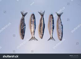 Image result for Coregonus albula