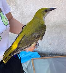 Attēlu rezultāti vaicājumam “Oriolus oriolus”