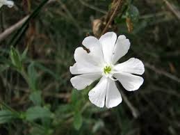 Image result for Lychnis coronaria alba