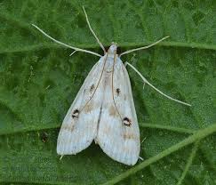 Attēlu rezultāti vaicājumam “Parapoynx stratiotata”