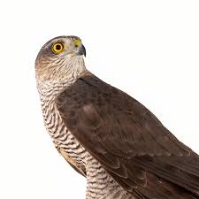 Attēlu rezultāti vaicājumam “Accipiter nisus female”