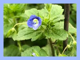 Attēlu rezultāti vaicājumam “Veronica agrestis flower”