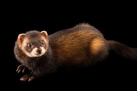 Attēlu rezultāti vaicājumam “Mustela putorius”