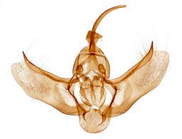 Attēlu rezultāti vaicājumam “Pelurga comitata”