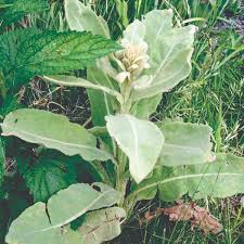 Attēlu rezultāti vaicājumam “Verbascum thapsus”