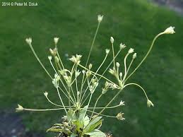 Attēlu rezultāti vaicājumam “Androsace septentrionalis”