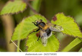 Attēlu rezultāti vaicājumam “Volucella bombylans”