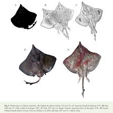 Image result for Dipturus laevis