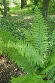 Attēlu rezultāti vaicājumam “Dryopteris affinis”