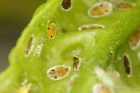 Attēlu rezultāti vaicājumam “Trioza dispar nymph”