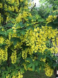 Attēlu rezultāti vaicājumam “Laburnum alpinum flower”
