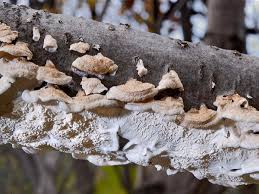 Attēlu rezultāti vaicājumam “Plicatura nivea”