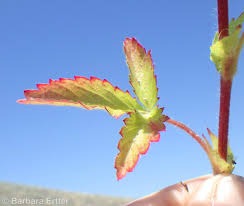 Attēlu rezultāti vaicājumam “Potentilla norvegica leaf”