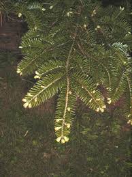 Attēlu rezultāti vaicājumam “Abies veitchii”