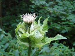 Attēlu rezultāti vaicājumam “Cirsium oleraceum”