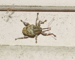 Attēlu rezultāti vaicājumam “Rhynchaenus lonicerae”