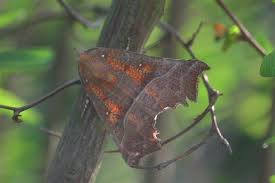 Attēlu rezultāti vaicājumam “Scoliopteryx libatrix”