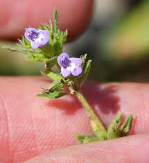 Attēlu rezultāti vaicājumam “Acinos arvensis flower”