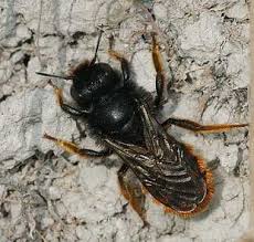 Attēlu rezultāti vaicājumam “Osmia bicolor”