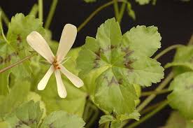 Attēlu rezultāti vaicājumam “Galium elongatum leaf”