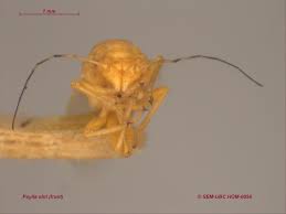 Attēlu rezultāti vaicājumam “Psylla alni”