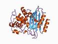 Beta-lactamase - Wikipedia, the free encyclopedia