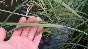 Attēlu rezultāti vaicājumam “Carex acutiformis”