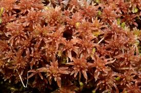 Attēlu rezultāti vaicājumam “Sphagnum warnstorfii”