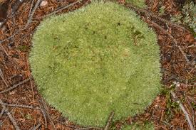 Attēlu rezultāti vaicājumam “Leucobryum glaucum”