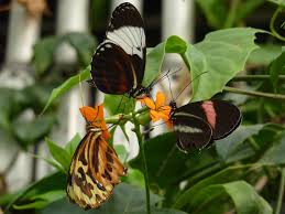 Attēlu rezultāti vaicājumam “Heteropterus morpheus underside”