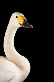 Attēlu rezultāti vaicājumam “Cygnus columbianus”