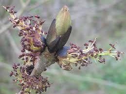 Attēlu rezultāti vaicājumam “Fraxinus excelsior flower”
