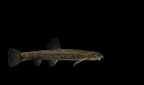 Attēlu rezultāti vaicājumam “Barbatula barbatula”