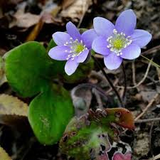 Attēlu rezultāti vaicājumam “Hepatica nobilis”