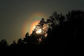 Attēlu rezultāti vaicājumam “pollen corona”