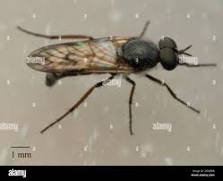 Attēlu rezultāti vaicājumam “Therevidae”