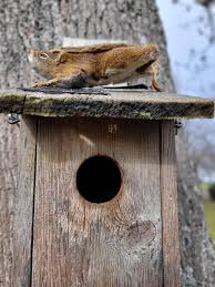 Attēlu rezultāti vaicājumam “Sturnus vulgaris nest”