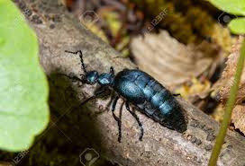 Attēlu rezultāti vaicājumam “Meloe sp.”