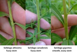 Attēlu rezultāti vaicājumam “Solidago canadensis leaf”