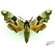 Attēlu rezultāti vaicājumam “Mimas tiliae”