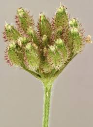 Attēlu rezultāti vaicājumam “Torilis japonica”