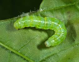 Attēlu rezultāti vaicājumam “Orthosia larvae”